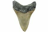 Serrated, Fossil Megalodon Tooth - North Carolina #309515-1